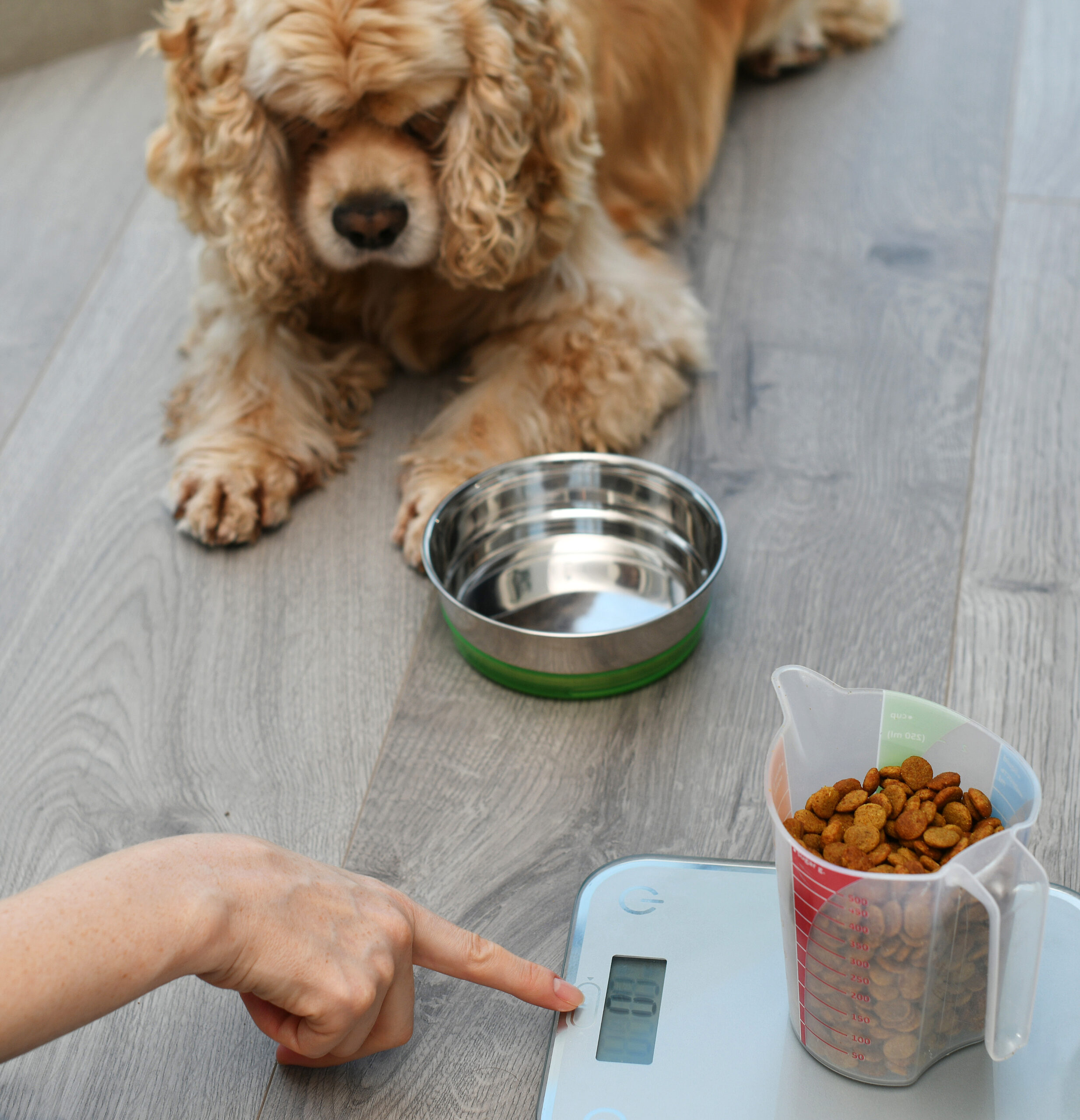 Voedingsadvies voor honden