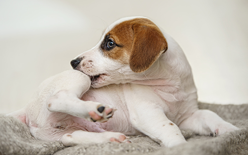 Voedingsadvies voor honden met jeuk